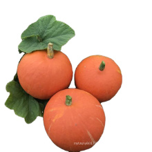 Hybrid F1 Red  pumpkin seeds price 10gr/bag